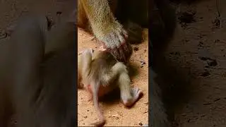 Adorable baby monkey #monkeynature #monkey #babymonkey #cute