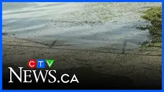 Blue-green algae found in another Alberta lake