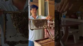 Honey from Longan Flower🐝🍯🌼 #vietnam #honey #flowers #bees #shorts