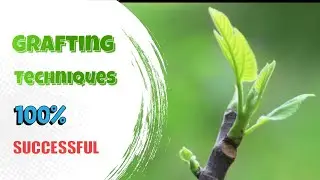 grafting for beginners- Best grafting techniques in Dormant season