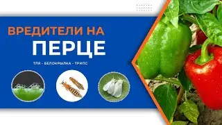 Как избавиться от тли, белокрылки и трипса?!