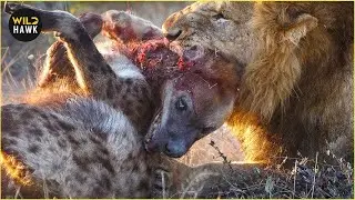 Lions&rsquo; Tragic Encounters with Deadliest Predators on Savannah | Animal Fighting