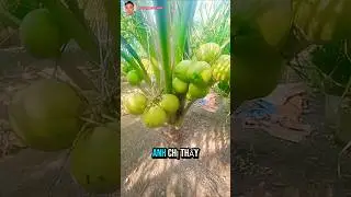 mới nhất dừa l&ugrave;n siu tr&aacute;i, #2026