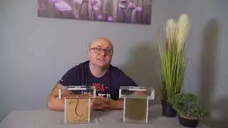 Formikarium korkowe czy ziemne? Co wybrać? Porównanie wypełnień.