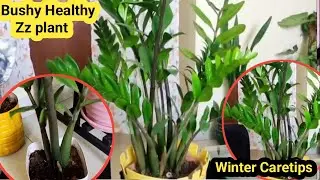 Zz Plant में बेबी प्लांट नहीं आ रहा हैं या कोई ग्रोथ नही हो रही हैं तो क्या करें |Zz Plant Care Tips