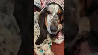 Cleaning Your Dogs Teeth at Home with Dental Scraper