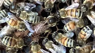 The queen of the hive #beekeeping