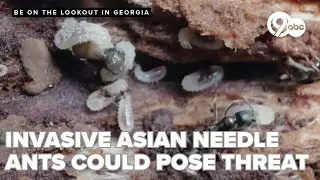 Georgia entomologist warns of potentially deadly Asian needle ant threat this summer