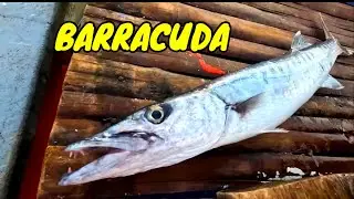P27 - SINIGANG NA BARRACUDA + DORADO - EP54