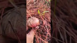 Benguet Pine Mushroom swarmed by mosquitos