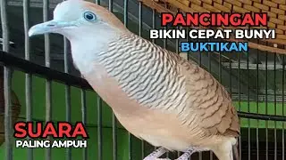 Zebra Dove call Perkutut Lokal  Cepat Bunyi dengan Suara Ini | PANCINGAN PERKUTUT LOKAL GACOR | 187