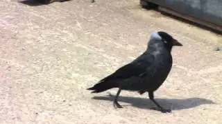 Jackdaw by the Seaside Wales Barmouth ~ British Birds Wildlife RSPB UK
