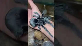 Brazilian black tarantula #tarantula#brazilianblacktarantula