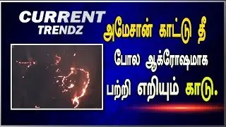 அமேசான் காட்டு தீ போல ஆக்ரோஷமாக பற்றி  எறியும் காடு |Current Trendz