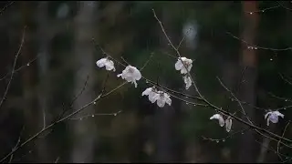 Clear Your Mind & Sleep Deeply with Rain Sounds on a Beautiful Path &ndash; Healing Rain Sounds ASMR