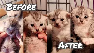HOW BABY KITTEN SCOTTISH FOLD & STRAIGHT SHORT HAIR GROWING UP 1 DAYS - 30 DAYS | PERTUMBUHAN KUCING