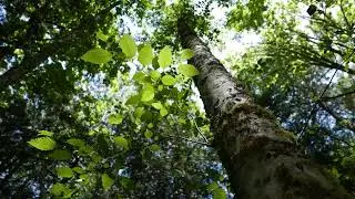 Bald Eagle | Real Sound and Calls | Soothing Nature and Forest Ambience
