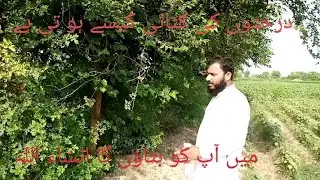 Drakhton ki ktae kisy Hoti hy bhot hi asan trika