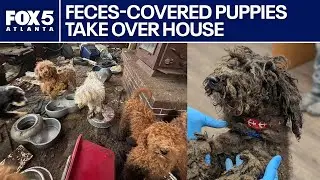 150 dogs rescued from 'worst' hoarding case | FOX 5 News