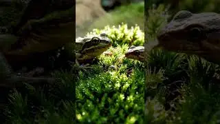 Frog Croaking Sound In 4K UHD | Nature Sound Effect (120 FPS)