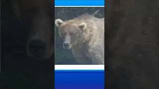 A Fat Bear Week winner has been announced. #shorts #shortsvideo
