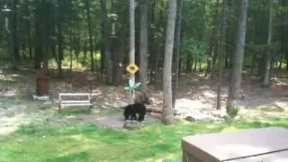 Birdseed Bear #7 Tafton, PA