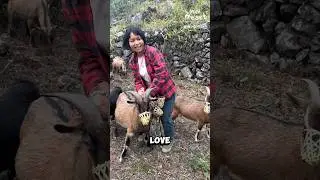Goats Wearing Masks&mdash;But Why?