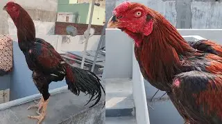 Angry Rooster Crowing