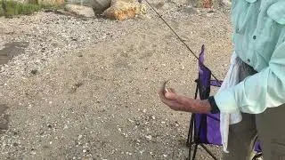 How to catch Speckled Trout using live Croaker and a Carolina Rig