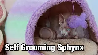 My Odd-Eyed Sphynx Cat Relaxing & Grooming Herself 🐱