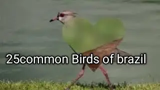 25 common BIRDS OF BRAZIL AND BIRDS IMGE @animalsworld-ji3ec
