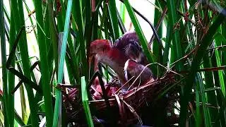 Amazing ! Mother bird feeding Newborn Heron on nest #bird #birding #birdwatching #bittern #heron