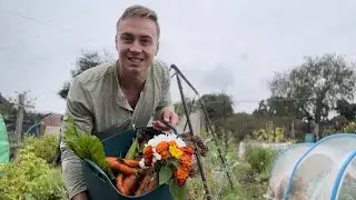 New Allotment Day 18 - Cut Flowers & Pulling Veg