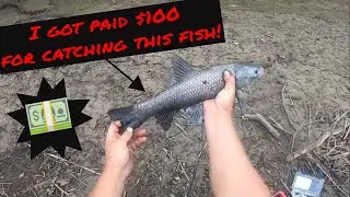 I caught a Rare #invasivespecies & got paid a $$$ Reward! (Plus an interview with a fish biologist!)