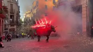 El Bou Brufat de Santpedor  - 13a trobada biennal de gegants a Solsona