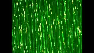 Liquid crystal phase transition. Optical polarizing microscopy. a