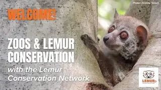 How Zoos Can Support Lemur Conservation and Celebrate the World Lemur Festival in October