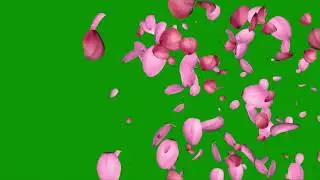 rose petals falling video free download