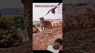 Falcon attacked on Leopard