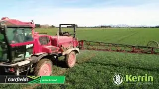 Kerrin Feed Wheat - Episode 5 - Growth Stage 30