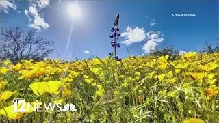Arizona's wildflowers are starting to bloom: Here's where you can see them