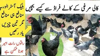 Black Australorp k Black fraud say kesay bachen || 03027757636 || How to identify pure australorp