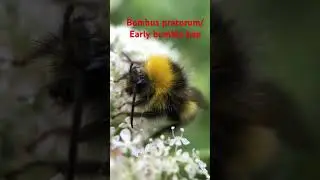 Bombus pratorum/ Early bumble bee