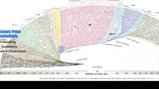 Understanding Your Taxonomy Ep 6 Choanazoa
