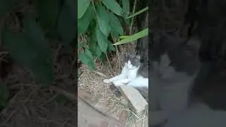 S&iacute;tio coqueiro verde