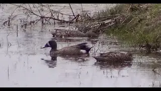 Blue-Winged Teal 1 HQ HD