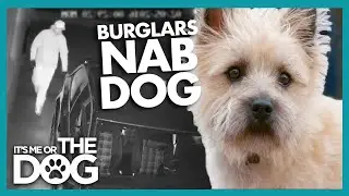 How This Stolen Dog&rsquo;s Microchip Saved His Life!