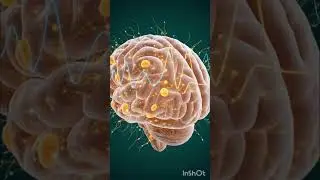 Mango Inside the Human Body | Digestive Journey Explained in 3D