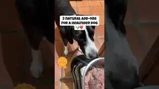 3 natural supplements to boost your dog&rsquo;s health 🐶❤️