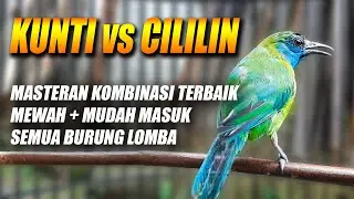 MEWAH PALING DICARI!! MASTERAN CUCAK KINOI GACOR FULL ISIAN BESETAN TEMBAKAN KUNTI & CILILIN PANJANG